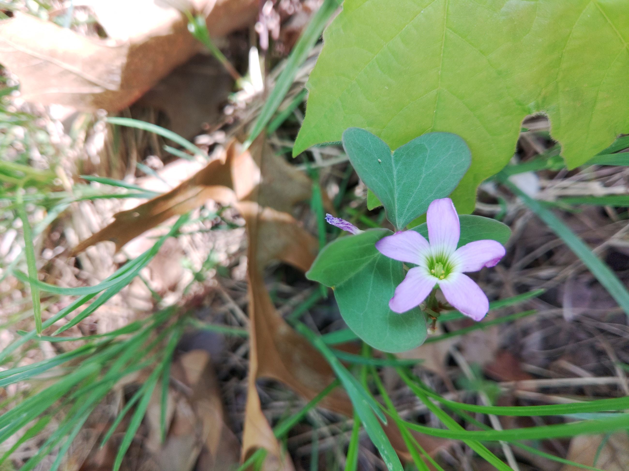 beautiful violet woodsorrel bloom