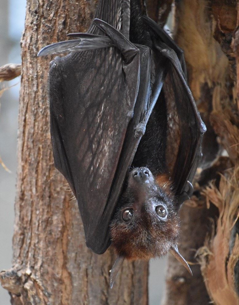 photo of bat