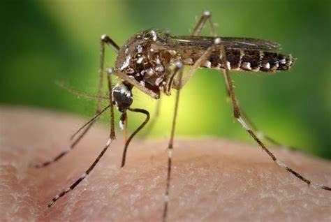Mosquitoes Biting Human