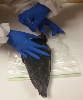 Taking sample from bird