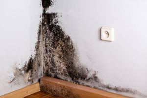 Photo of Mold in corner of a room